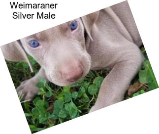 Weimaraner Silver Male