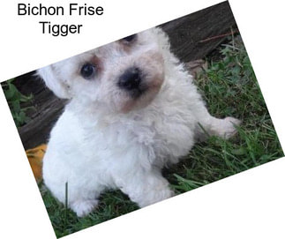 Bichon Frise Tigger