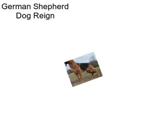 German Shepherd Dog Reign