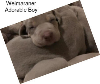 Weimaraner Adorable Boy