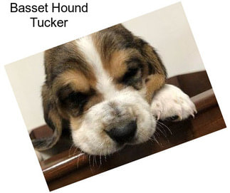 Basset Hound Tucker