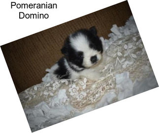 Pomeranian Domino