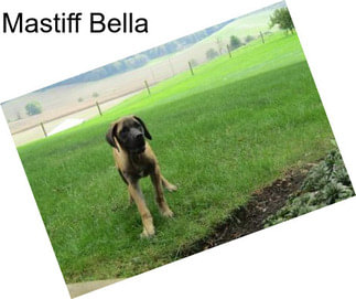 Mastiff Bella