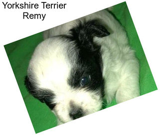 Yorkshire Terrier Remy