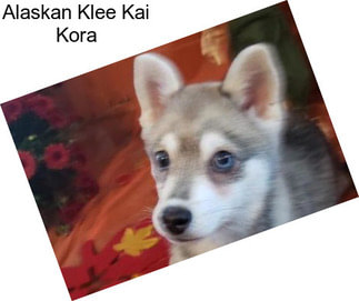 Alaskan Klee Kai Kora