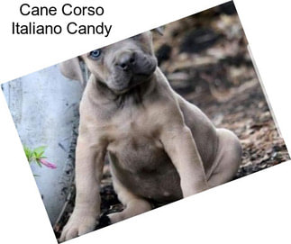 Cane Corso Italiano Candy