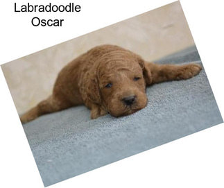 Labradoodle Oscar