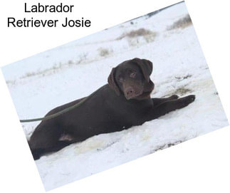 Labrador Retriever Josie