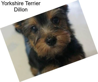 Yorkshire Terrier Dillon
