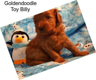 Goldendoodle Toy Billy