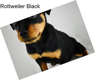 Rottweiler Black