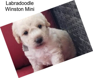Labradoodle Winston Mini