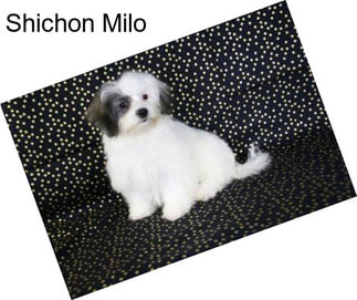 Shichon Milo