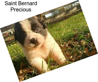 Saint Bernard Precious