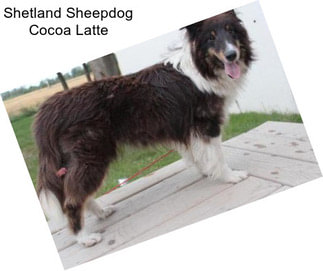 Shetland Sheepdog Cocoa Latte