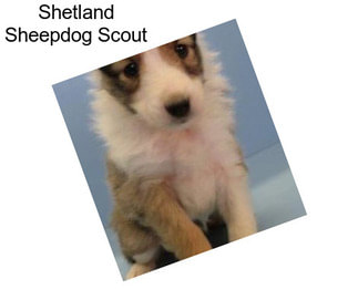 Shetland Sheepdog Scout