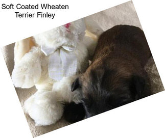 Soft Coated Wheaten Terrier Finley