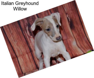 Italian Greyhound Willow