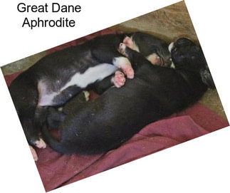 Great Dane Aphrodite