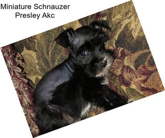 Miniature Schnauzer Presley Akc