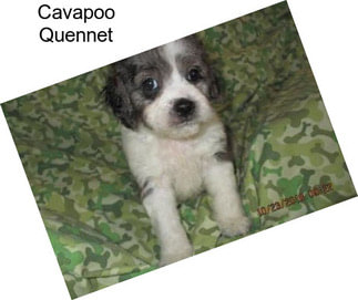 Cavapoo Quennet