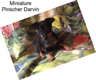 Miniature Pinscher Darvin