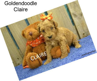 Goldendoodle Claire