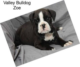 Valley Bulldog Zoe