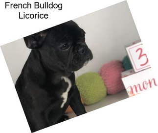 French Bulldog Licorice