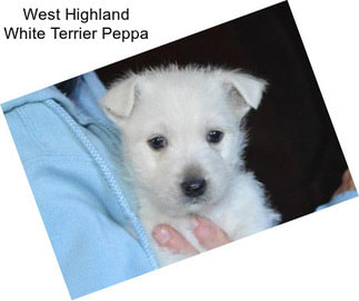 West Highland White Terrier Peppa