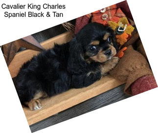 Cavalier King Charles Spaniel Black & Tan