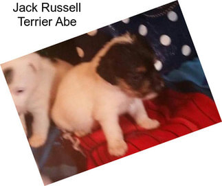 Jack Russell Terrier Abe