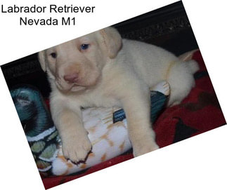 Labrador Retriever Nevada M1