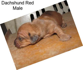 Dachshund Red Male