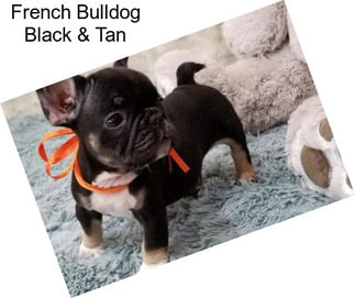 French Bulldog Black & Tan