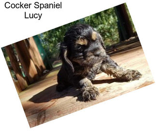 Cocker Spaniel Lucy