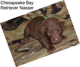 Chesapeake Bay Retriever Nasser