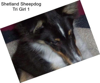 Shetland Sheepdog Tri Girl 1