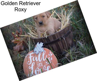 Golden Retriever Roxy