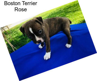 Boston Terrier Rose