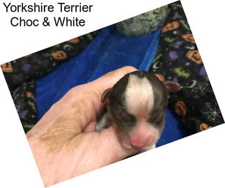 Yorkshire Terrier Choc & White