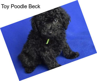 Toy Poodle Beck