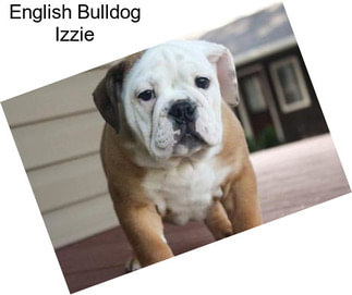 English Bulldog Izzie