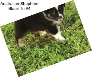 Australian Shepherd Black Tri #4