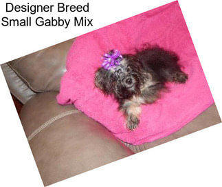 Designer Breed Small Gabby Mix