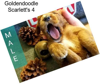 Goldendoodle Scarlett\'s 4