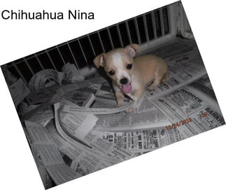 Chihuahua Nina