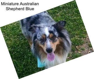 Miniature Australian Shepherd Blue