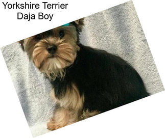 Yorkshire Terrier Daja Boy
