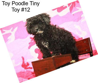 Toy Poodle Tiny Toy #12